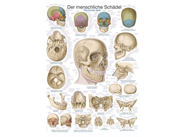 Plakat The Human Skull AL503